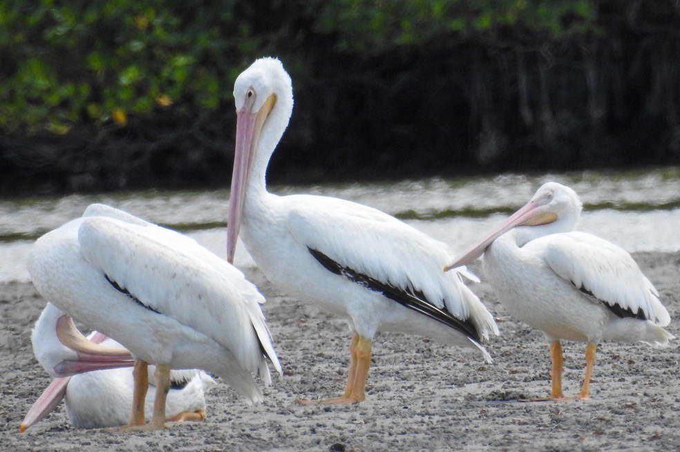 American white pelicans